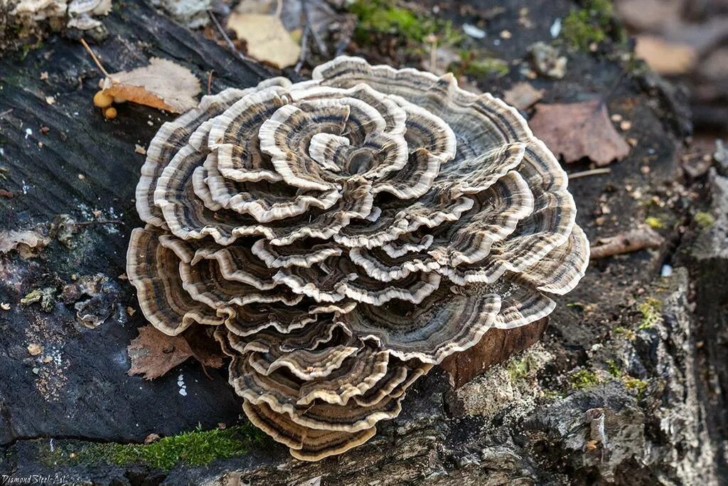 Трутовик Траметес. Trametes versicolor трутовик разноцветный. Траметес разноцветный (trametes versicolor). Trametes versicolor (Траметес разноцветный) гименофор. Трутовик свойства