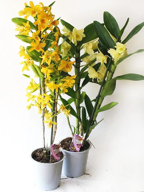 Орхидея Дендробиум Нобиле. Дендробиум Нобиле желтый. Дендробиум Нобиле микс d12. Дендробиум Стардаст желтый. Дендробиум нобиле купить