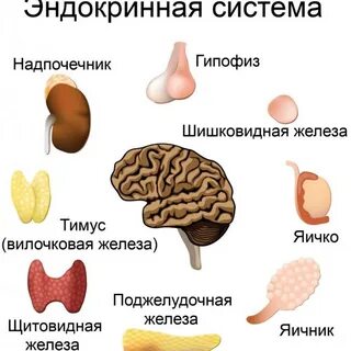 Конспект урока эндокринная система 9 класс биология