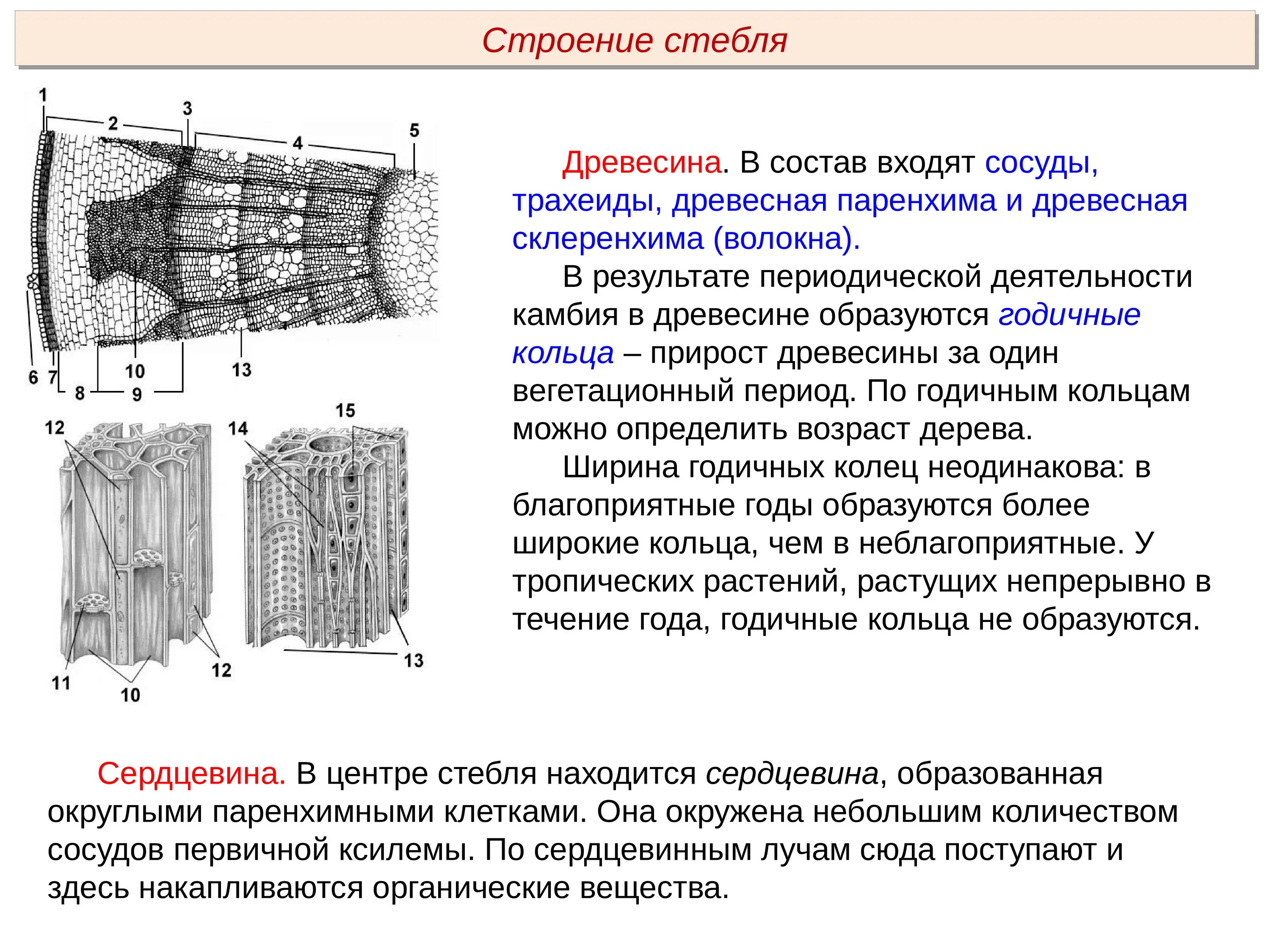 Камбий сосуды устьица древесинные волокна какое понятие. Древесина строение сосуды трахеиды. Строение древесины трахеиды. Строение клеток сосудов древесины. Сосуды древесины строение и функции.