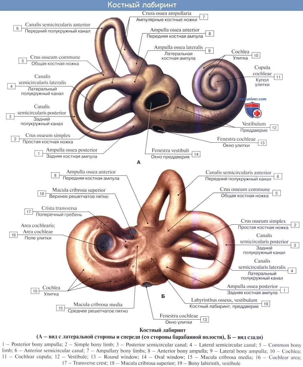 Полукружные каналы внутреннего уха анатомия. Костный Лабиринт полукружные каналы ножки. Полукружные каналы внутреннего уха латынь. Улитка преддверие полукружные каналы. Улитка внутреннего уха функции