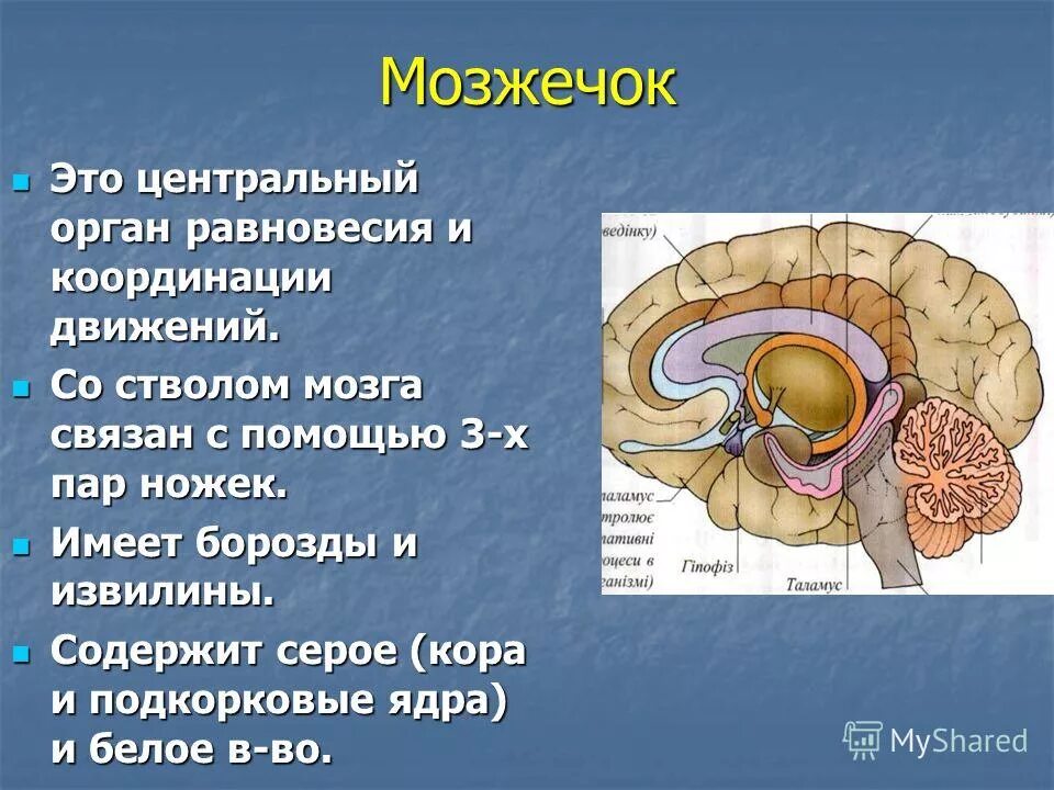 Центр поддержания равновесия в каком отделе мозга. Мозжечок. Мозжечок это орган равновесия. ЦНС мозжечок. Мозжечок анатомия ЦНС.