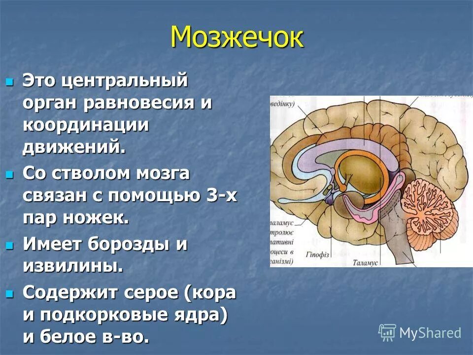 В задний мозг входит мозжечок