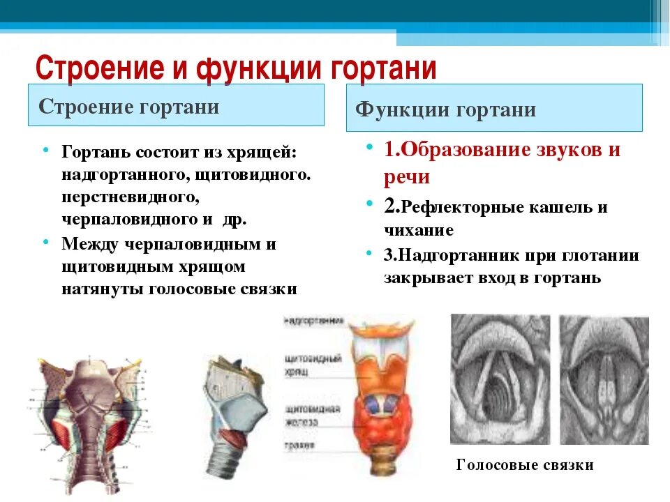 Гортань функции кратко. Гортань особенности строения и функции. гортань строение и функции анатомия. строение гортани и ее функции. гортань, строение, отделы, функции..