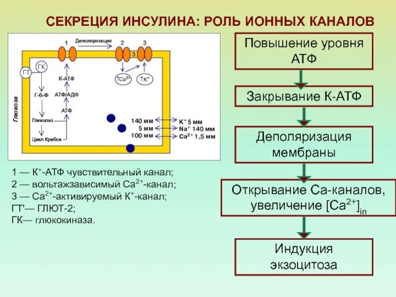 Увеличение атф. Роль ионных каналов. Хемочувствительные ионные каналы. Механочувствительные ионные каналы. Функции АТФ.