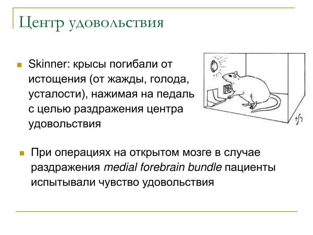 Зона удовольствия. Центр удовольствия. Эксперимент с крысой и кнопкой удовольствия. Крыса центр удовольствия. Эксперимент с мышью и кнопкой удовольствие.