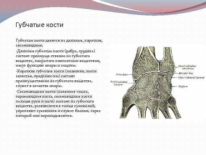 Выберите губчатую кость. Губчатые кости. Губчатые кости человека. Короткие губчатые кости. Губчатые кости сесамовидные.