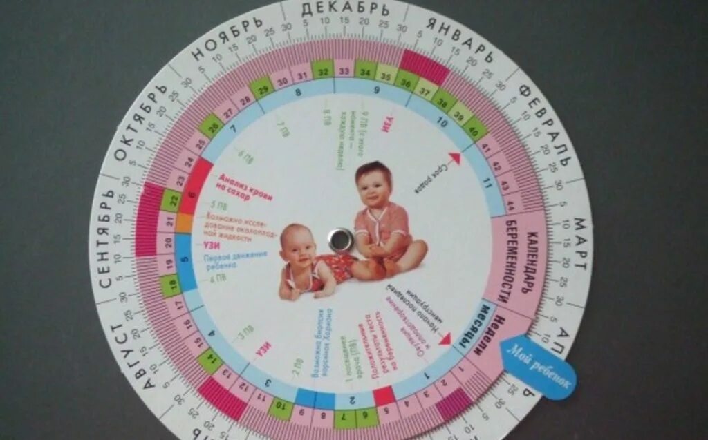 Первый триместр месячные. Календарь беременности. Алендарь береименности. Календарь по беременности. КАЛЕНДАРЬПОЛ беременности..