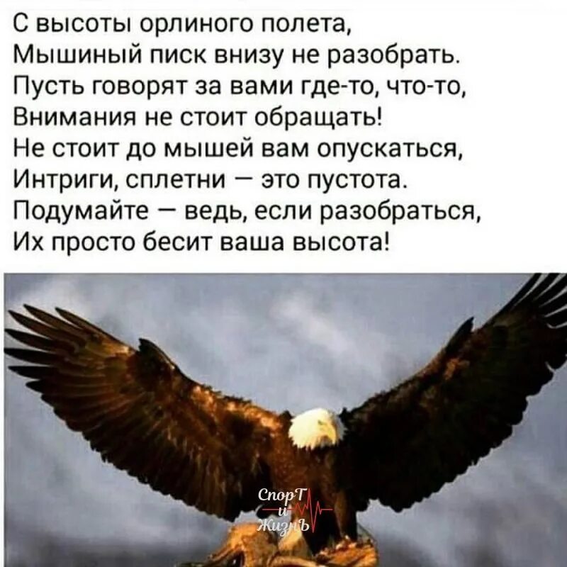 С высоты орлиного полета мышиный писк внизу не разобрать. С высоты орлиного полета. С высоты орлиного полета мышиный писк. С высоты орлиного полета мышиный.