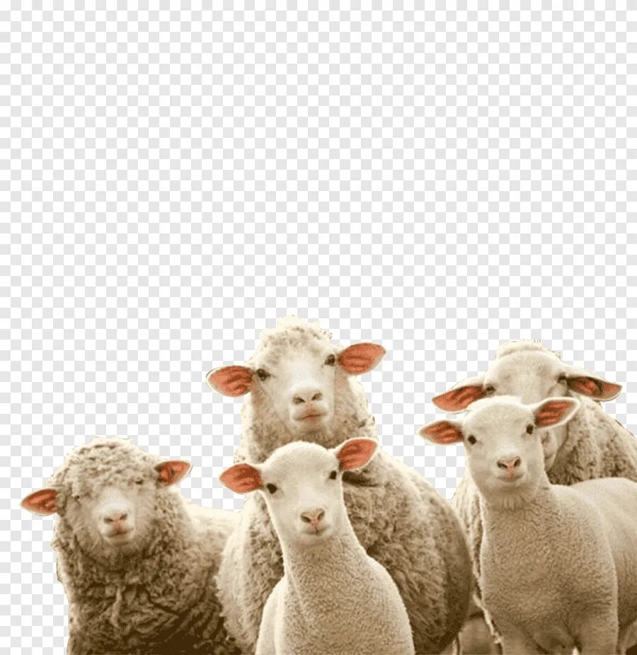 Сайт wool lamb