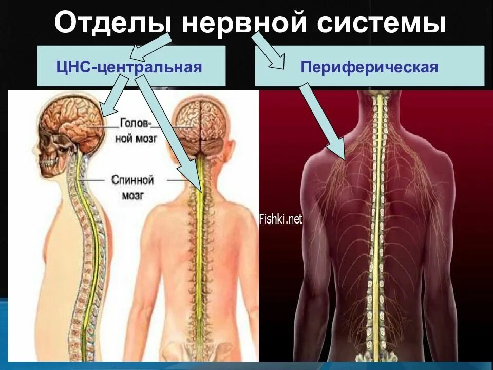 Центральная периферия. Центральная нервная система. отделы периферической нервной системы. центральная и периферическая нервная система. центральная нервная система и периферическая нервная система.