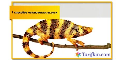 Хамелеон билайн