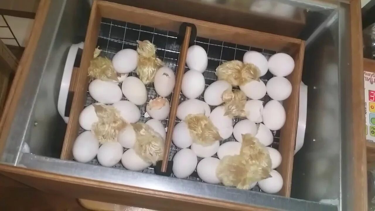 Яйца купить рязань. Инкубация перепелиных яиц блиц. Инкубация гусиного яйца в блиц 48. Инкубатор блиц 48 Утиные яйца. Инкубатор Золушка на 30 яиц.