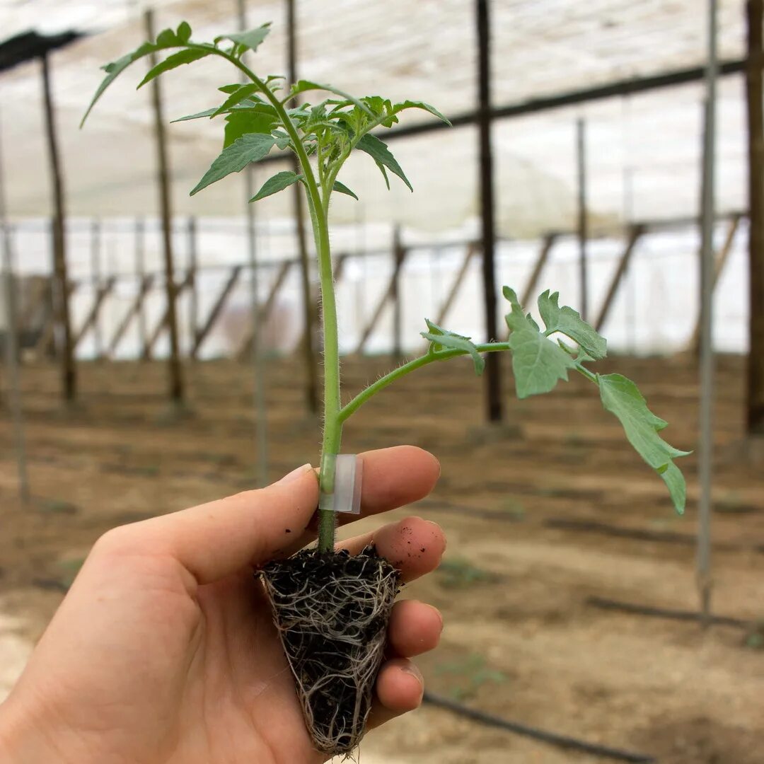 Подвой рутпауэр ф1. Подвой рут пауэр f1. Фуджинон 106 подвой. Подвой рут пауэр. Пумиселект подвой.