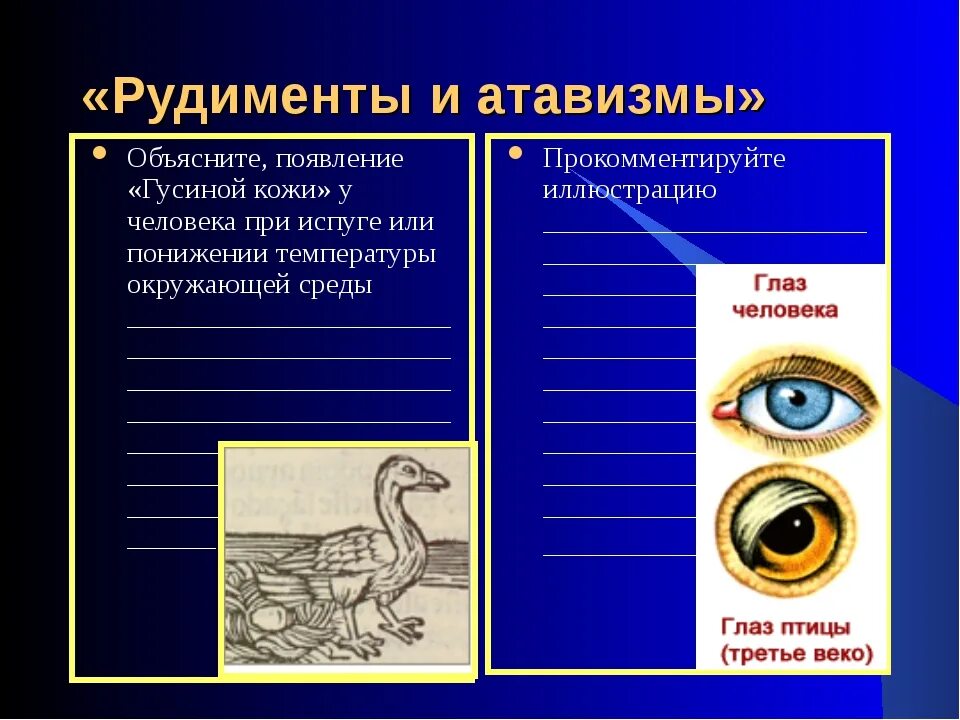 Каким образом рудименты и атавизмы доказывают. Рудимениты и Атави зщмы. Рудиментарные органы человека примеры. Атавизмы и рудименты человека. Рудименты человека таблица.