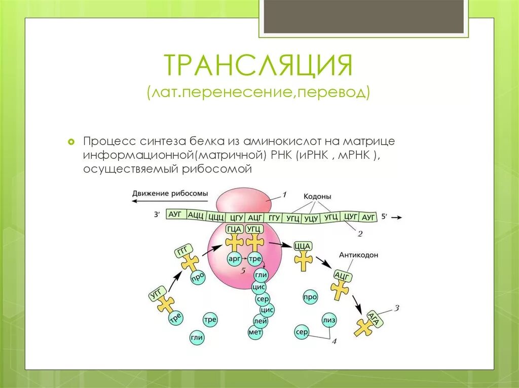 Служит матрицей при синтезе полипептидов. Матричный Синтез белка ЕГЭ. Процессы трансляции биосинтеза белка. Трансляция РНК схема. Биосинтез белка 10 класс профильный уровень.