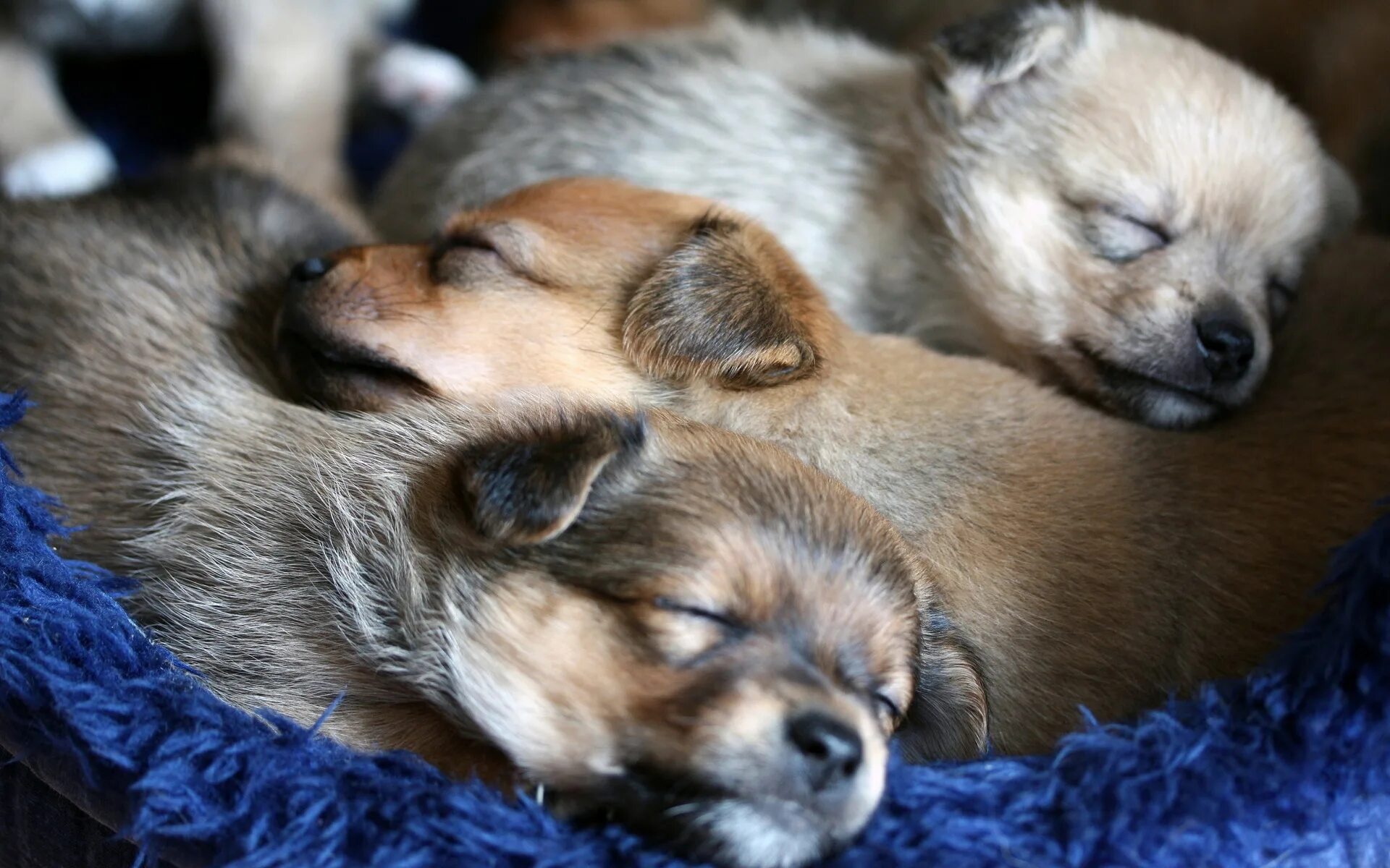 Щенки и собаки. Фотосессия щенков. Милые спящие животные.