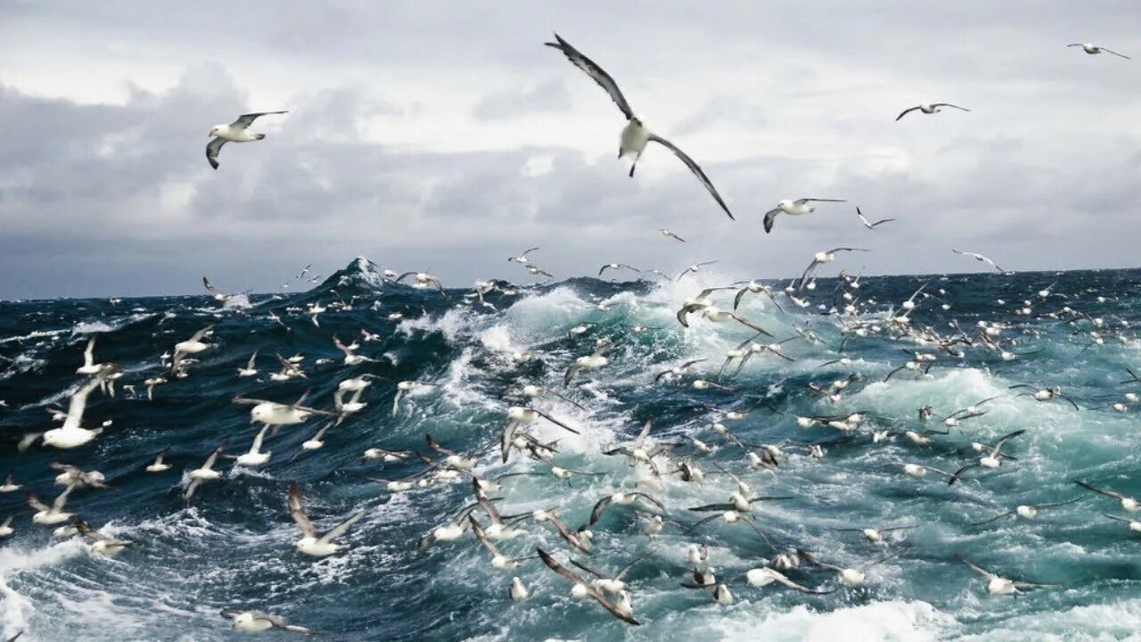Море, чайки. Птицы морских побережий. Птицы над морем. Шум прибоя и птиц. Шум прибоя и птиц.