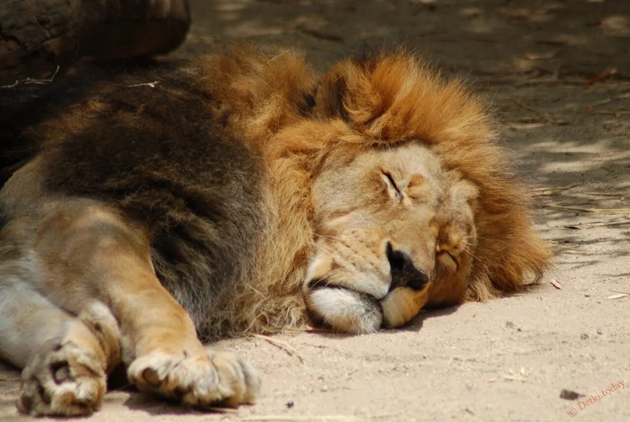 Сколько спят львы. Спящие львы. Ленивый Лев. Сонный Лев.