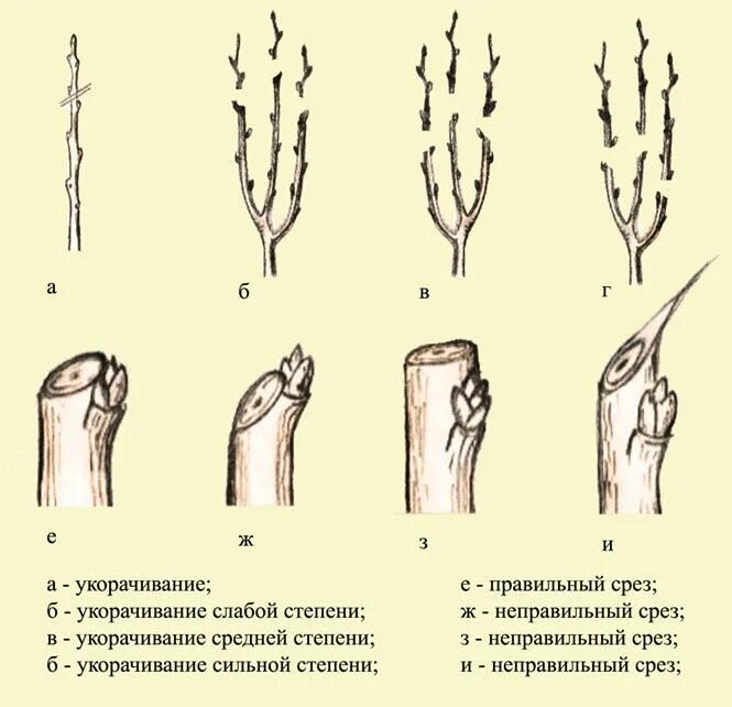 Виды обрезки растений. Типы обрезания. Формы обрезки кустарников. Типы обрезания. Типы обрезания.