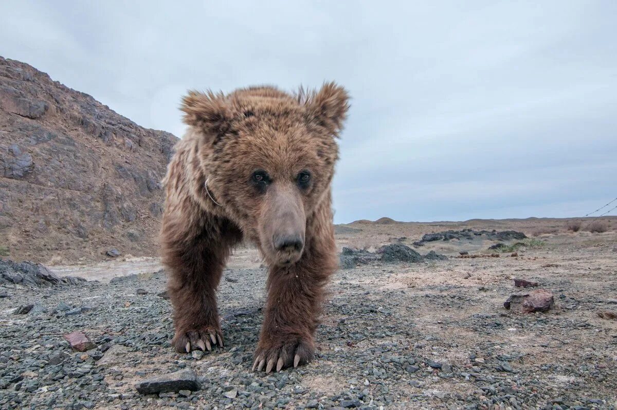 Где проживают медведи. Гобийский бурый медведь. Мазалай медведь Гобийский. Медведь пустыни Гоби. Тяньшанский бурый медведь.