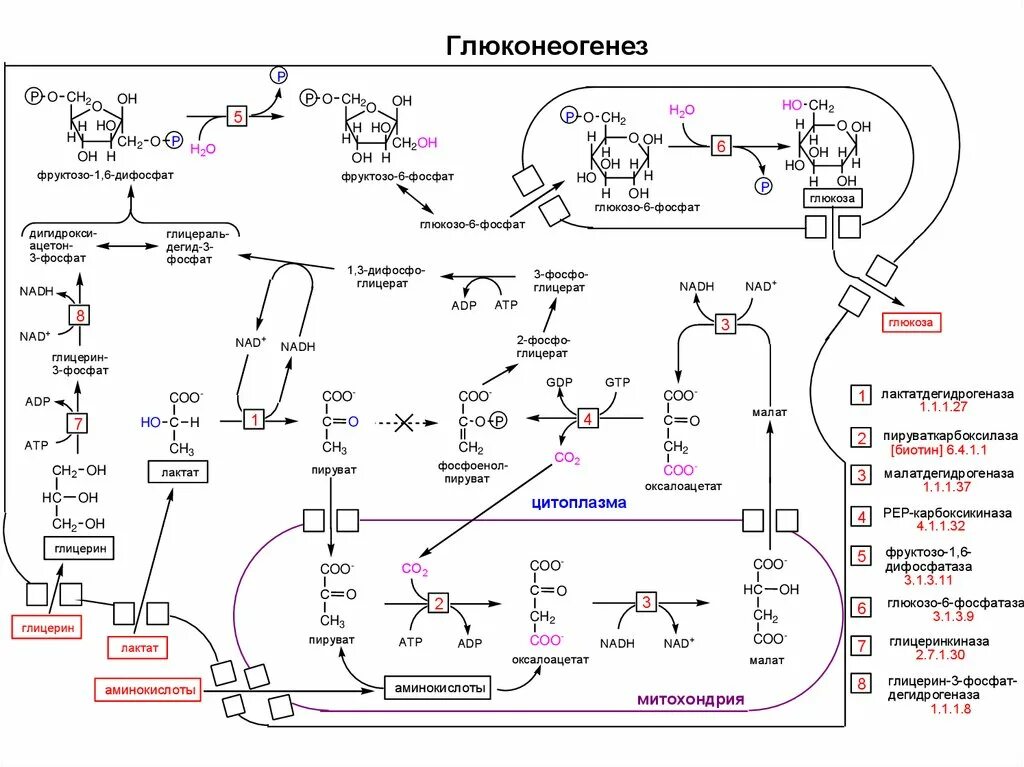 Синтез глюкозы в организме. Схема процесса глюконеогенеза биохимия. Схема синтеза Глюкозы из пирувата. Глюконеогенез биохимия схема. Схема реакций глюконеогенеза.