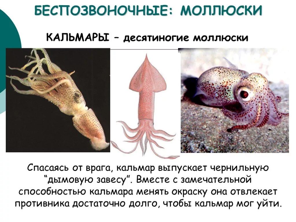 Беспозвоночные животные. Класс беспозвоночных животных. Беспозвоночные моллюски. Многообразие беспозвоночных. Беспозвоночные обитание