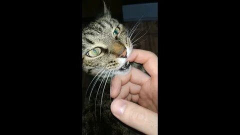 Укусил домашний кот