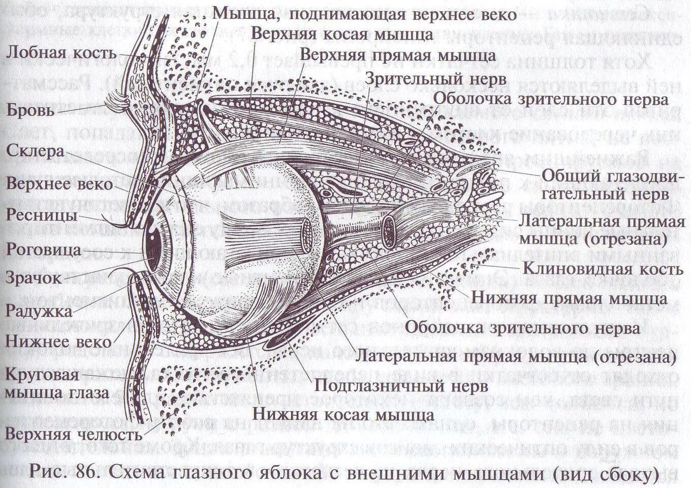Зрительный нерв нерв иннервирует. Леватор верхнего века анатомия. Мышца поднимающая верхнее веко иннервация. Строение нервов на лице. Веки иннервация.