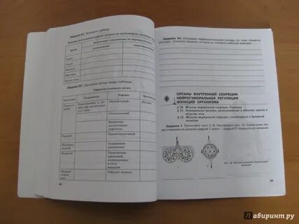 Разбор 1 варианта рохлова