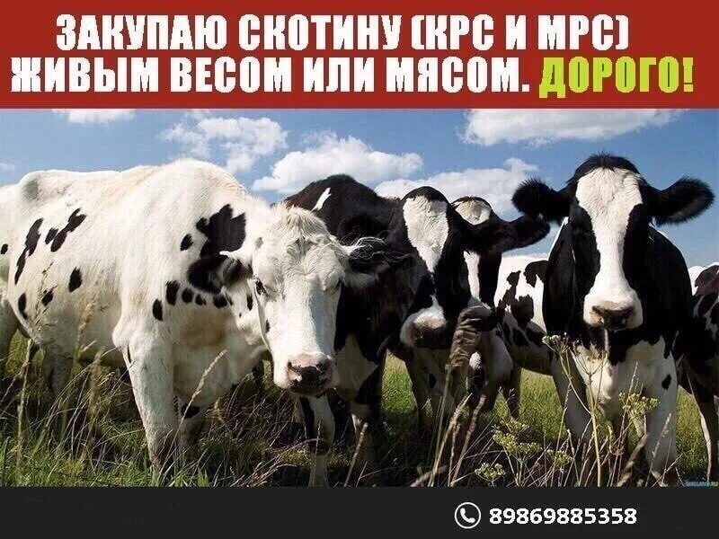 Визитка крс. Крупно и мелко рогатого скота. Закуп крс. Закупаем крс живым весом. Визитки закуп крс.