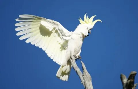 White crested