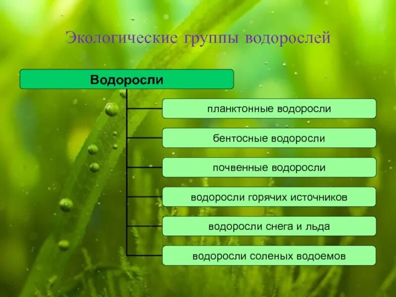 Экологические группы водорослей. Экологические группы водоросмле й. Перечислите экологические группы водорослей. Экологические группы водорослей таблица. Экологические группы экология