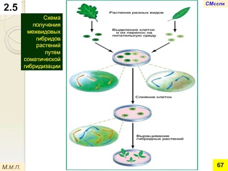 Гибридизация клеток клеточная инженерия. 2. Гибридизация соматических клеток. Соматическая гибридизация схема. Соматическая гибридизация клеточная инженерия. Получение гибридов на основе соединения клеток
