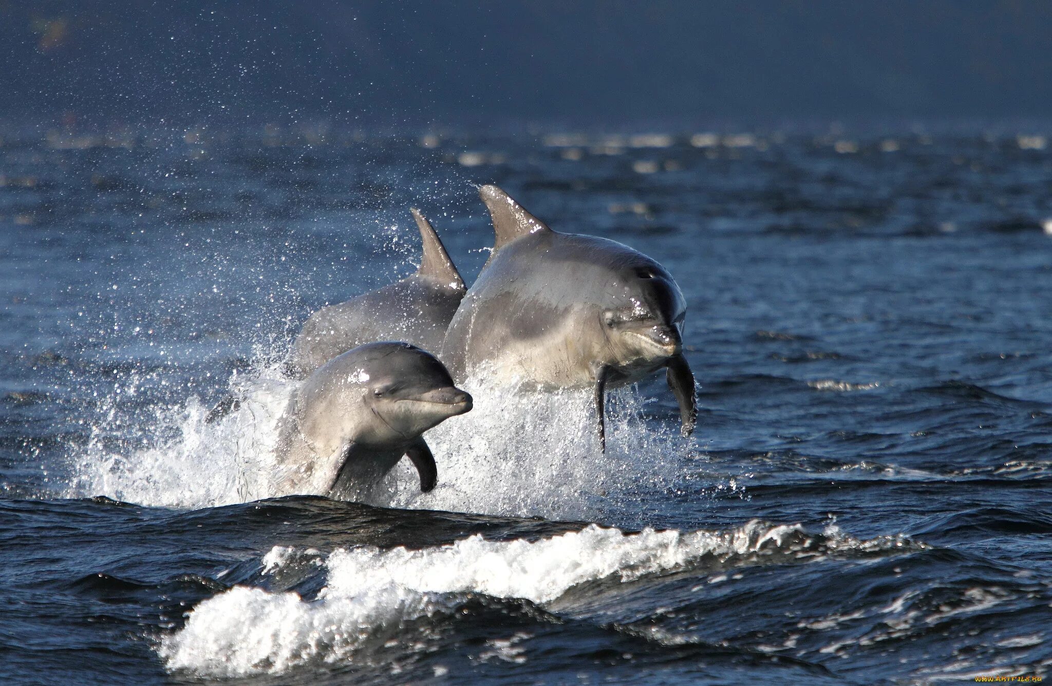 Дельфины живут в море. Охотское море касатки. Дельфин-Афалина. Дельфины в Баренцевом море. Дельфины Охотского моря.