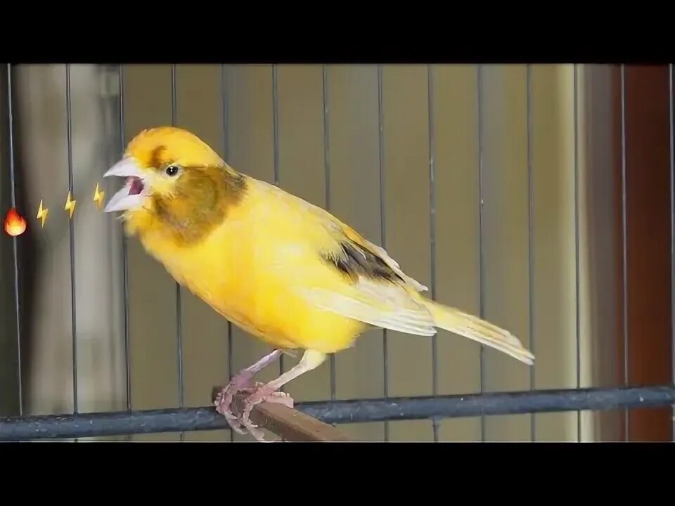 Много канареек