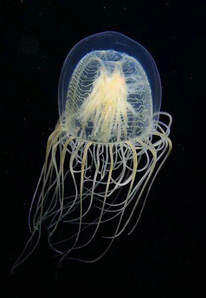 LIFE UNDER THE WAVES Jellyfish, Weird creatures, Sea creatures