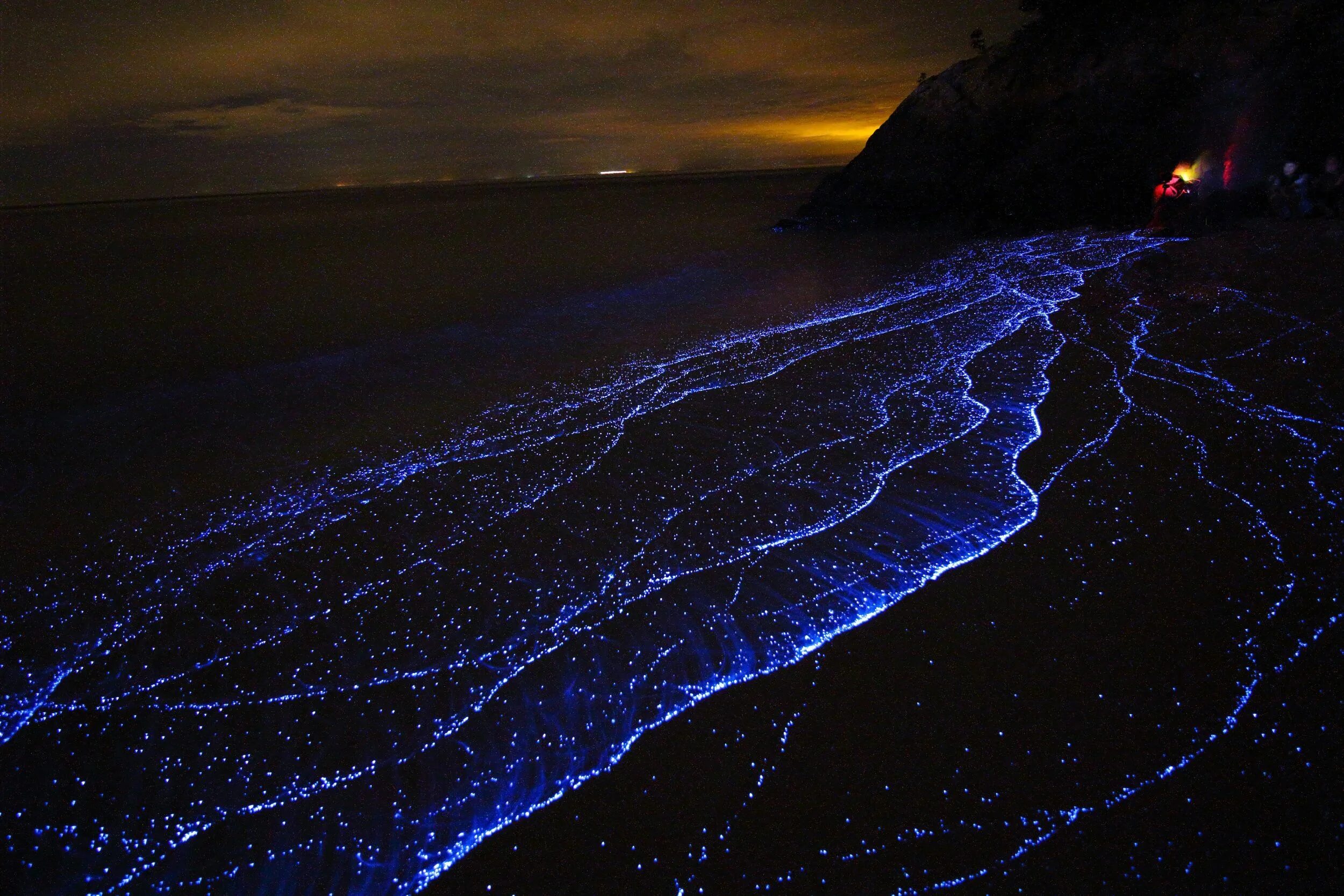 Планктоны в море. Водоросль ночесветка черное море. остров ваадху мальдивы. ночесветка noctiluca. планктон ночесветка.