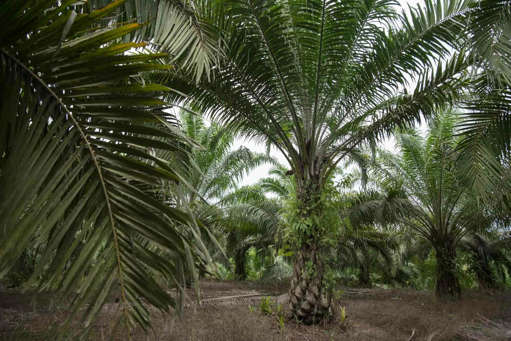 Пальма где растет природная зона. Дерево elaeis guineensis. Масличная Пальма. Пальма Элеис. Гвинея масличные пальмы.