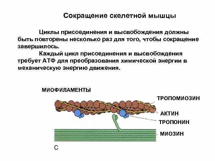 Особенности сокращения скелетной мышечной ткани