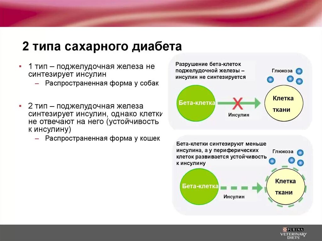 Сахарный диабет 2 типа группу дают. Сахарный диабет охарактеризуйте. Сахарный диабет 2тип диабетическая. Охарактеризуйте сахарный диабет II типа. Сахарный диабет 1 типа.