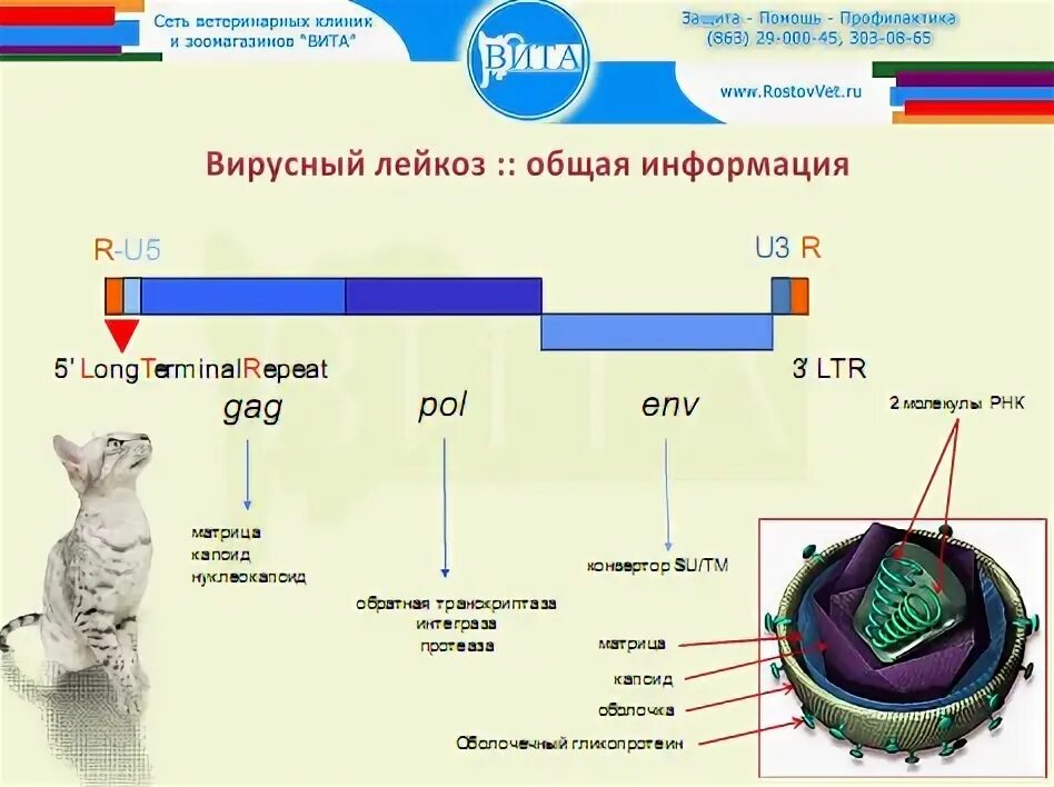 Иммунодефицит кошек передается человеку. Патогенез вирусного иммунодефицита кошек. патогенез лейкоза кошек. вирус лейкемии кошек строение. вирусная лейкемия кошек таблица.