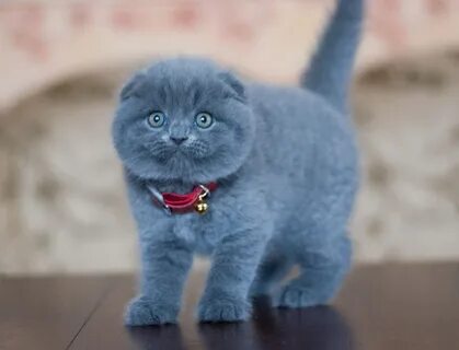 Шотландский вислоухий голубой котенок