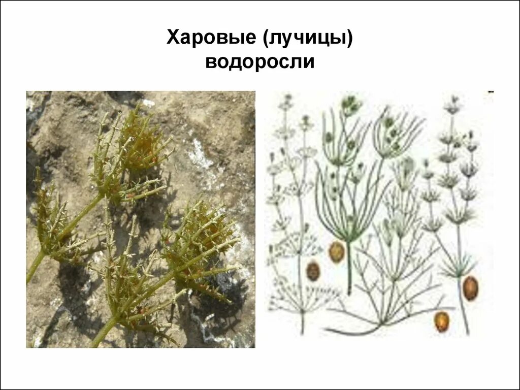 Харовые водоросли Хара. Хара нитевидная водоросль. Таллом харовых водорослей. Хара ломкая. Нителла среда обитания