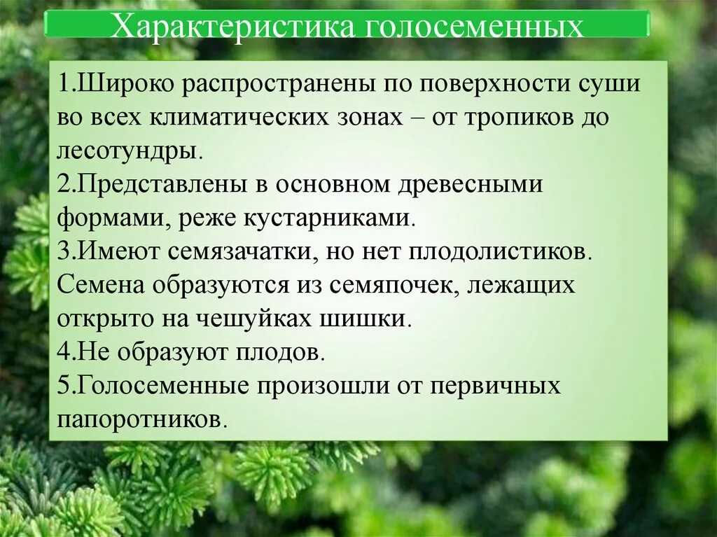 Характерные признаки хвойных. Характерные особенности голосеменных растений. Общая характеристика Голосеменные биология 6 класс. Характеристика отдела голосеменных растений. Отдел Голосеменные общая характеристика.