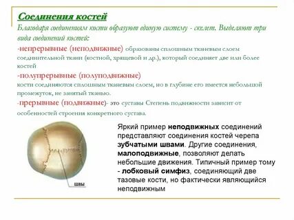 Вещества образующие кость