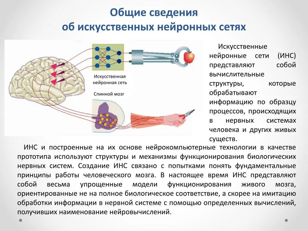 Искусственная биологическая система. Обработки информации в нервных цепях. Этапы обработки информации искусственной нейронной сетью. Искусственные ней=ронные сети. Оптический символьный распознаватель.