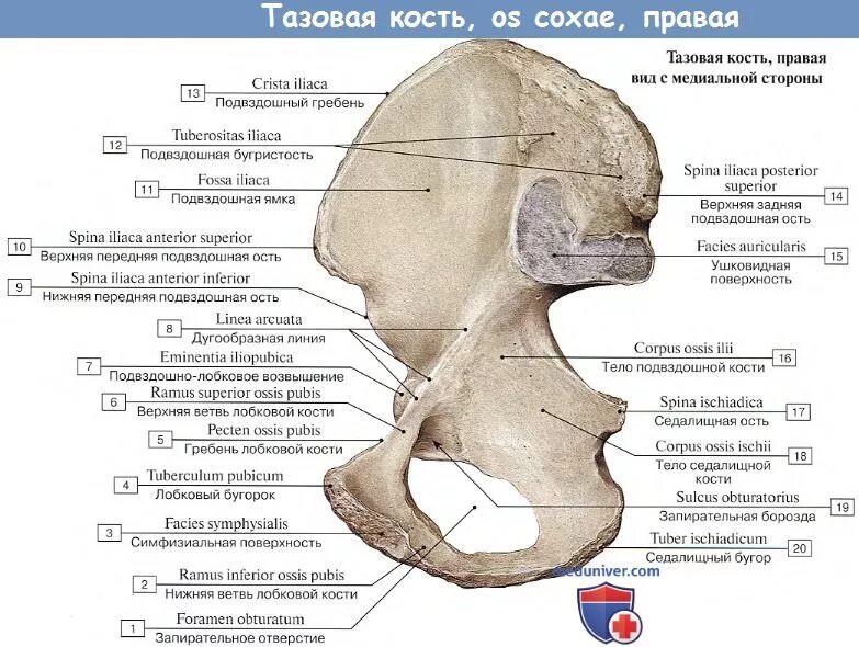 Расположение крыльев подвздошной кости женщины Идеи на тему "Анатомия" (60) анатомия, упражнения, тело