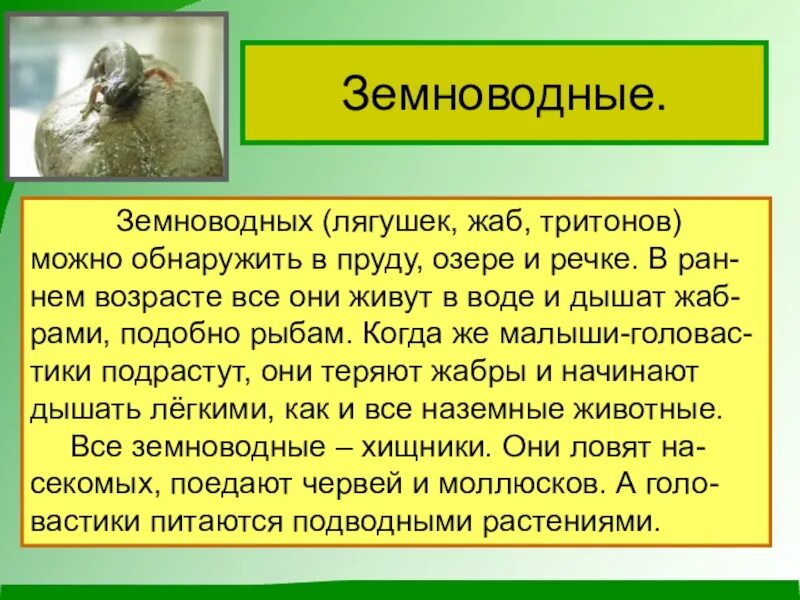 Доклад о земноводных 3 класс окружающий мир. Доклад про земноводных 2 класс. Земноводные животные 3 класс окружающий мир доклад. Доклад по окружающему миру 3 класс про земноводных