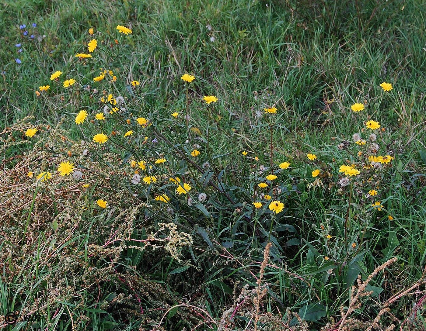Ракитник русский. Кустарники на лугу. Альпийский ракитник. Дрок красильный (genista tinctoria l. Луговой кустарник с желтыми цветами.